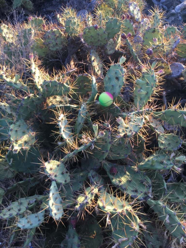 Familjesemester på Teneriffa - Kaktusar