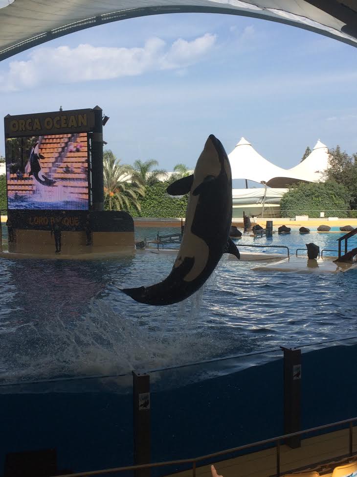 Familjesemester på Teneriffa - Späckhuggarshow på Loro Parque