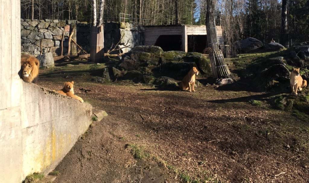 Snabb viktnedgång löpning - Lejon i Borås djurpark
