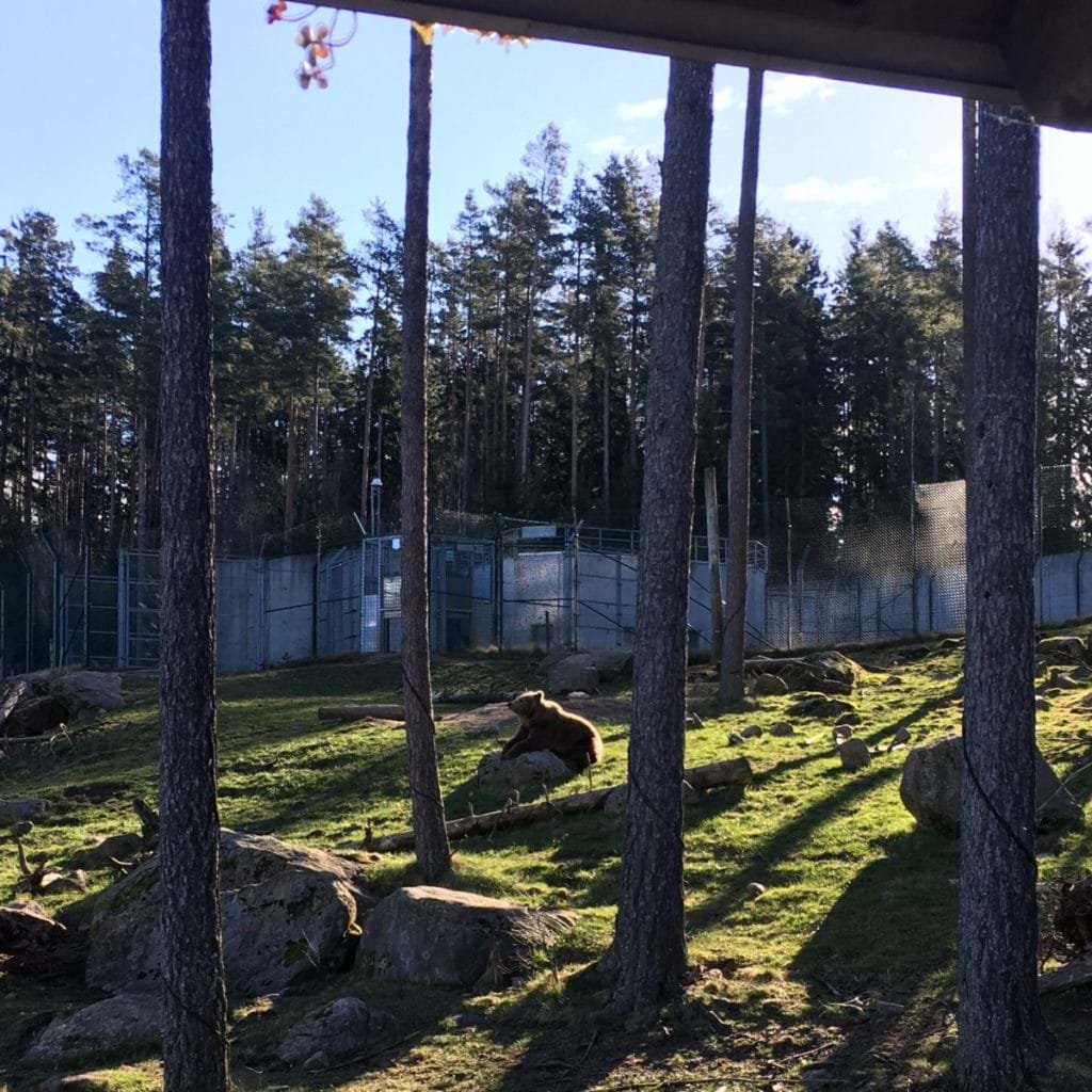 Snabb viktnedgång löpning - björnar i Borås Djurpark